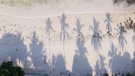 Aerial-view-looking-down-at-palm-tree-shadows-spread-across-white-tropical-Zanzibar-sandy-beach-coastline