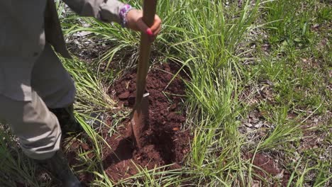 Woman-Farmer-Digging-Soil-with-a-Shovel-to-Plant-Trumpet-Tree,-Slowmotion