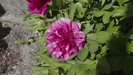 Wunderschöne-Violette-Blüte-In-Der-Sonne-Und-Lange-Grüne-Blätter,-Die-Im-Wind-Wehen