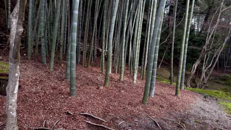 Bambú-De-Madera-Gigante-Japonés-En-Un-Bosque