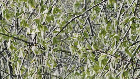 Schneefall-Im-Frühling-Auf-Grünen-Blättern