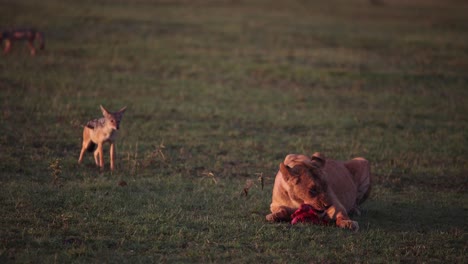 Leona-Comiendo-Una-Presa-Mientras-Un-Chacal-Carroñero-Espera-En-El-Fondo-En-Un-Safari-En-La-Reserva-De-Masai-Mara-En-Kenia,-África