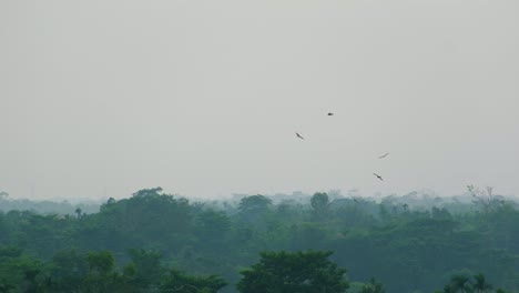 Flock-of-birds-soaring-in-the-sky-over-the-amazon-rainforest-on-a-foggy-day