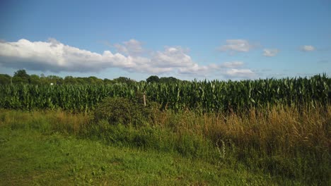 Lush-green-cornfield-on-sunny-day-in-Gotland,-Sweden-with-fluffy-clouds