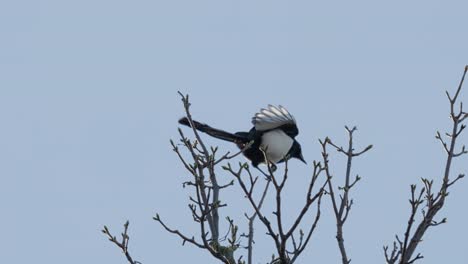 Einzelne-Elster-Vogel,-Allein-Sitzend-Auf-Einem-Ast-Hoch-Oben-In-Einem-Baum