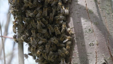 Abejas-En-El-Tronco-De-Un-árbol-En-Un-Enjambre-De-Abejas