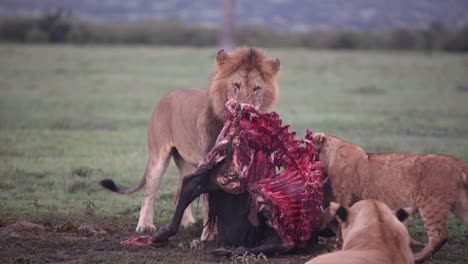 Orgullo-De-Leones-Devorando-Una-Nueva-Presa-En-Un-Safari-En-La-Reserva-De-Masai-Mara-En-Kenia,-África