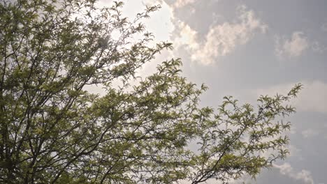 Bosque-épico-Y-Hojas-Con-El-Sol-Y-Las-Nubes.