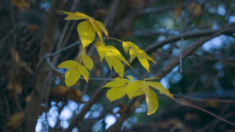 Las-Hojas-De-Los-árboles-Tienen-Un-Mágico-Color-Dorado-En-Otoño.