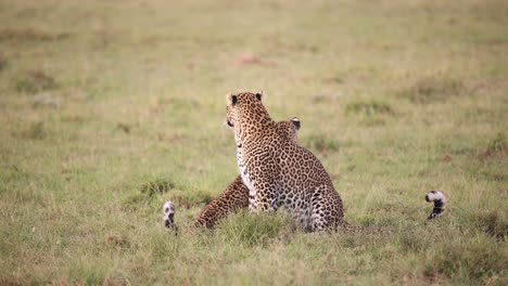 Leopardenbaby-Spielt-Mit-Mutter-Auf-Safari-Im-Masai-Mara-Reservat-In-Kenia-Afrika