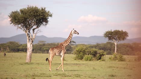 Jirafa-Caminando-Junto-A-Acacias-En-Un-Safari-En-La-Reserva-De-Masai-Mara-En-Kenia,-África