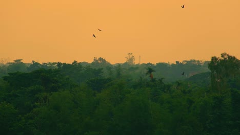 Eagles,-predator-birds-flying-over-rainforest,-orange-sunset-sky