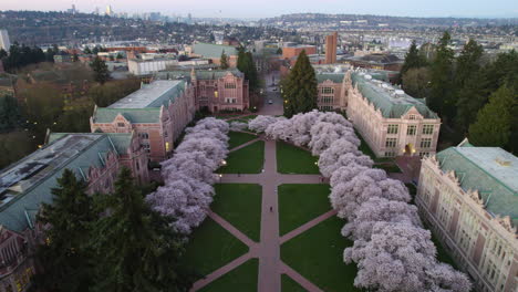 AERIAL:-the-Quad-park-of-the-University-of-Washington,-during-cherry-blossom