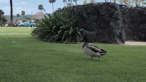 Ente-Quakt-Und-Fliegt-Weg