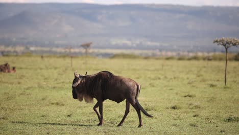 wildesbeest-roaming-through-savanah-on-safari-on-the-Masai-Mara-Reserve-in-Kenya-Africa