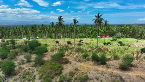 Aerial-flight-over-Tropical-palm-trees-forest-growing-in-scenic-suburb-district-of-South-Cotabato,-Philippines