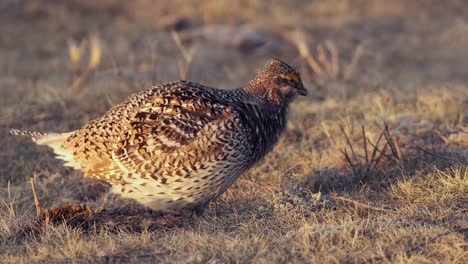 Golden-hour-sunrise:-Sharptail-Grouse-calls-repeatedly-on-prairie-lek