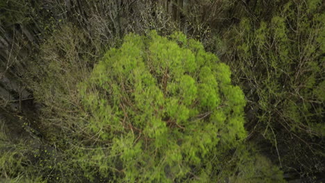 Dense-greenery-and-bare-branches-in-william-b