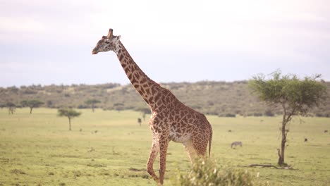 Giraffe-Zu-Fuß-über-Die-Ebenen-Auf-Safari-Im-Masai-Mara-Reservat-In-Kenia-Afrika