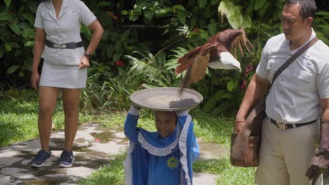 Füttern-Eines-Brahminenweihs-Während-Einer-Vogelschau-Auf-Bali