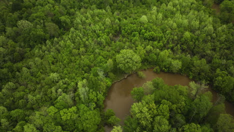 Río-Wolf-A-Través-De-Un-Denso-Bosque-Verde-En-Collierville,-Tennessee