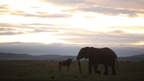 silhouette-of-elephant-walking-across-savanah-at-sunrise-on-safari-on-the-Masai-Mara-Reserve-in-Kenya-Africa