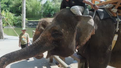 Turista-Alimentando-A-Un-Elefante-Indio-En-El-Zoológico-De-Bali