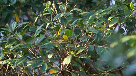 A-wild-Warbling-white-eye,-perched-on-tree-branch,-curiously-wondering-around-the-surroundings,-actively-foraging-for-insects-on-the-shrubs,-close-up-shot