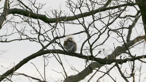 Wildes-Graues-Eichhörnchen,-Das-Hoch-Oben-In-Einem-Bergahorn-Sitzt