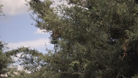 Epischer-Wald-Und-Blätter-Mit-Sonne-Und-Wolken