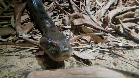 Gran-Cabeza-De-Serpiente-Cerca-De-La-Cámara-Apenas-Se-Mueve-Y-Se-Esconde-En-Las-Hojas-Secas-En-Marruecos