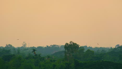 Pallasadler-Vögel-Fliegen-über-Tropischen-Wald-Goldene-Stunde-Vor-Sonnenuntergang