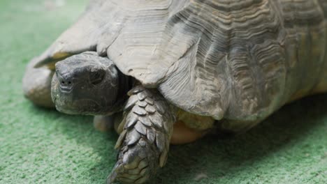 Close-up-slow-motion-footage-of-land-turtle-tortoise-120fps