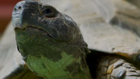 Close-up-slow-motion-footage-of-land-turtle-tortoise-120fps