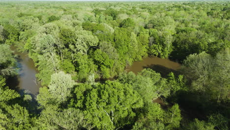 Árboles-Con-Follaje-Verde-En-El-Bosque-A-Lo-Largo-Del-Río-Wolf-En-Un-Día-Soleado-En-Collierville,-Tennessee,-EE.UU.