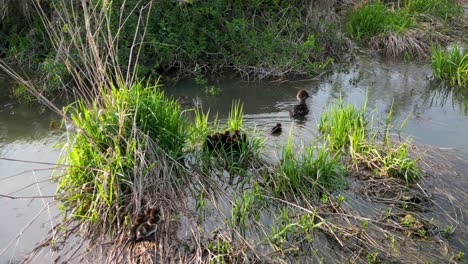 Vista-Por-Drones-De-Un-Pollo-De-Agua-Común-Con-Patitos-Acurrucados-En-Humedales-De-Hierba-Larga