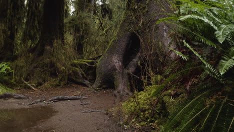Farne-Und-Moosbedeckte-Alte-Bäume-Im-Hoh-Regenwald-In-Washington,-Olympic-Nationalpark,-USA