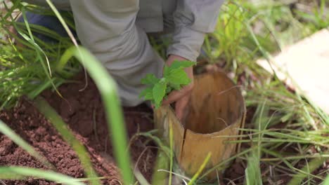 Close-Up-of-Farmer-Handwork-with-Soil-Planting-Pink-Trumpet-Tree