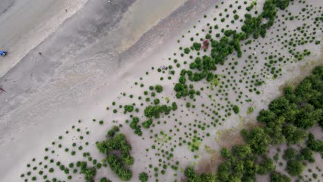 Solución-Contra-El-Calentamiento-Global,-Reforestación-En-La-Costa-Arenosa,-Antena-Arriba-Hacia-Abajo,-Kuakata,-Bangladesh