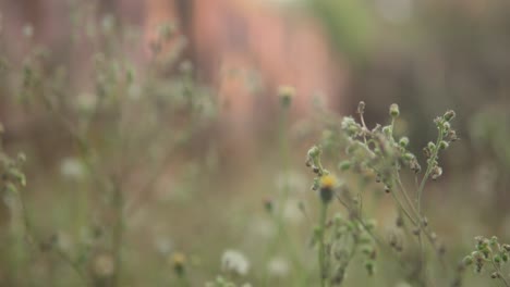 Nahaufnahme-Von-Wildblumen-Und-Pflanzen-Mit-Unscharfem-Natürlichen-Hintergrund-In-Weichem-Licht