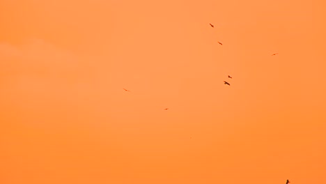 Birds-circling-around-over-burning-orange-sunset-background-in-desert