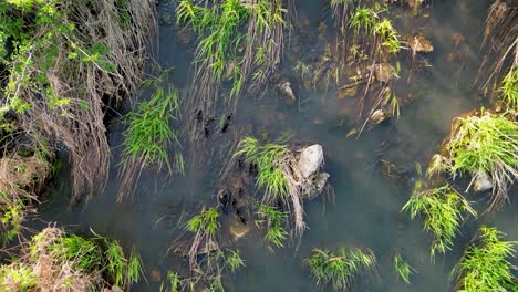 Aerial-topdown-view-of-common-merganser-and-ducklings-swimming-in-grassy-wetland-stream
