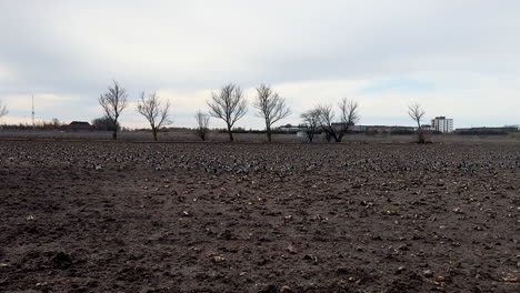 Geese-On-Ground-In-Malmo,-Sweden.-wide-shot