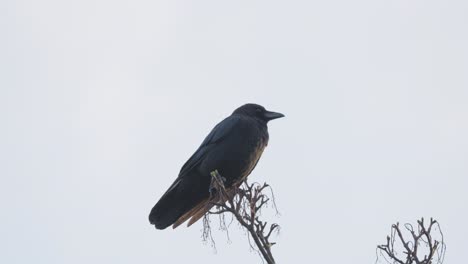 Schwarzer-Vogel,-Saatkrähe-Oder-Krähe-Sitzt-Auf-Einem-Ast-Hoch-Oben-In-Einem-Baum