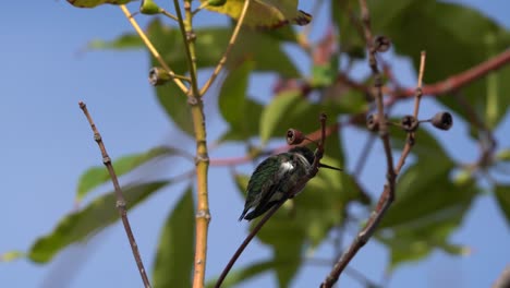 El-Colibrí-De-Anna-Posado-En-La-Rama-De-Un-árbol-De-Manzanita.