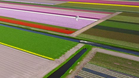 Wide-aerial-of-person-kitesurfing-on-canal-by-vast-tulip-flower-fields