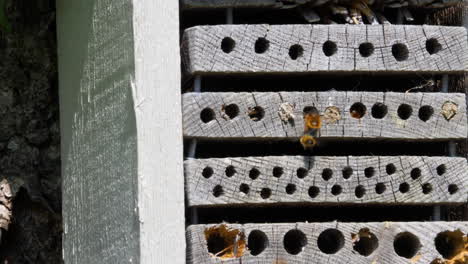 Close-up-Bumblebees-and-Bees-Buzzing-Around-Wooden-Bee-Hotel