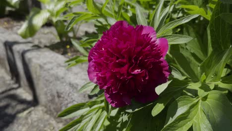 Süße-Lila-Blume-In-Der-Sonne-Und-Lange-Grüne-Blätter-Auf-Betonpflanzgefäß