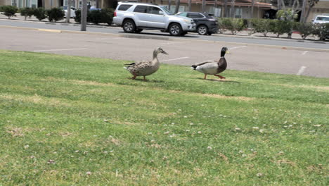 Two-ducks-walking-in-front-of-a-road