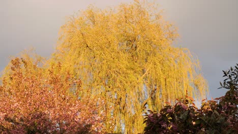 Beautiful-weeping-willow-tree